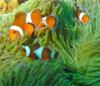 Mayon View Resort Reef - Clownfish