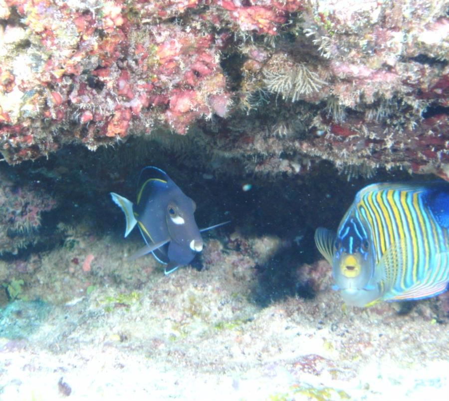 Mayon View Resort Reef - Fish