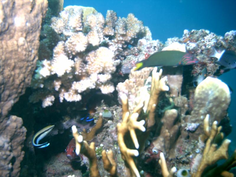 Mayon View Resort Reef - How many fish in the coral