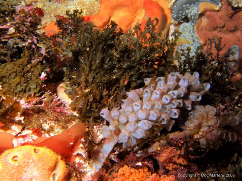 Elder Point Reef - Seabed