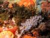 Elder Point Reef - Seabed