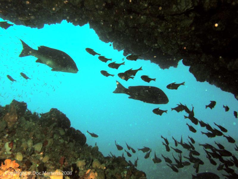 Elder Point Reef - Elder Reef Cave - Rottnest Island