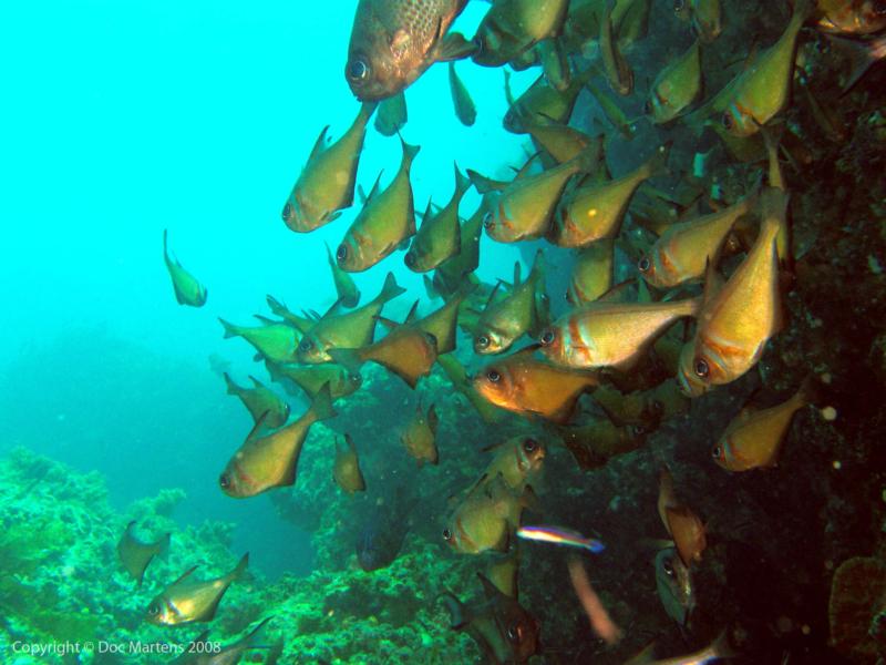 Elder Point Reef - Schools out