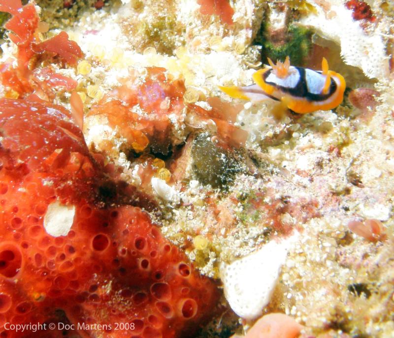 Elder Point Reef - Nudibranch