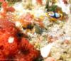 Elder Point Reef - Nudibranch