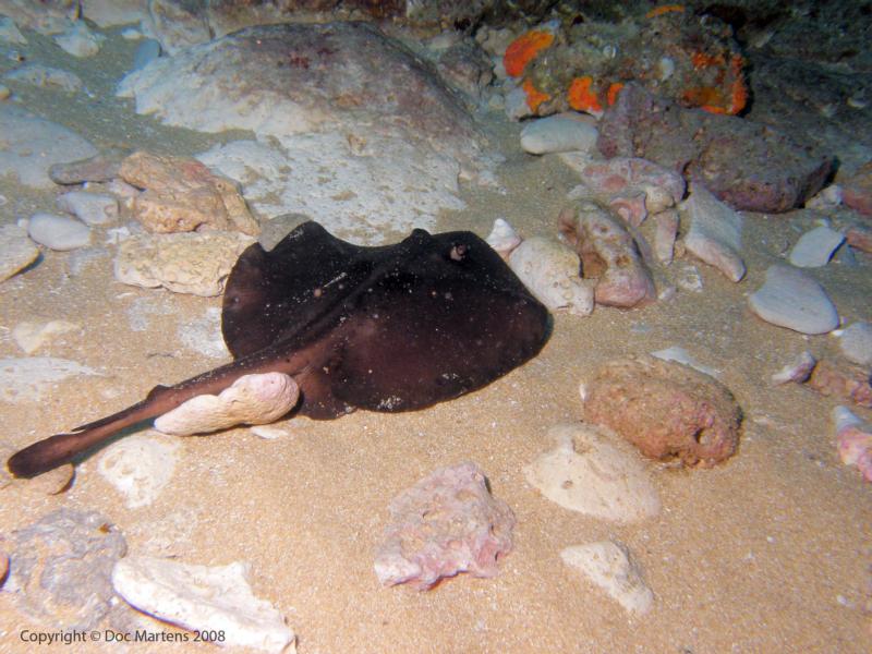 Elder Point Reef - Bright Stingaree