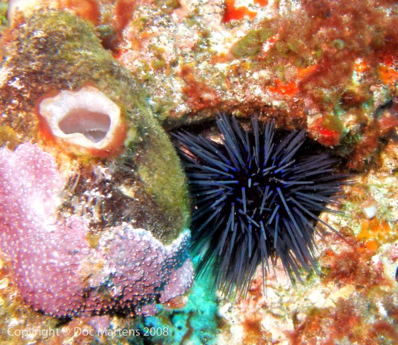 Elder Point Reef - Sea Urchant