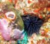 Elder Point Reef - Sea Urchant