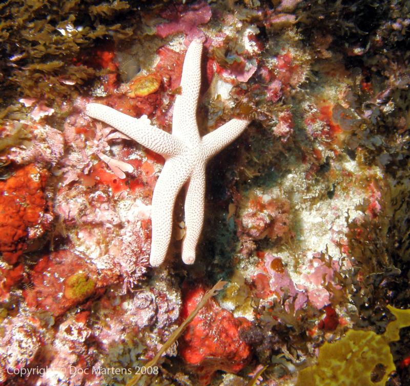 Elder Point Reef - White Starfish