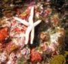 Elder Point Reef - White Starfish