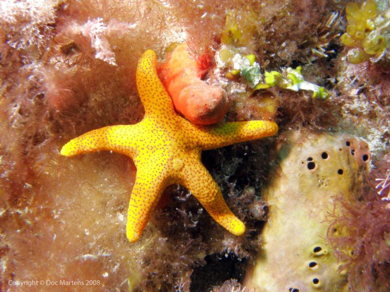 Elder Point Reef - Yellow Starfish