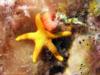 Elder Point Reef - Yellow Starfish