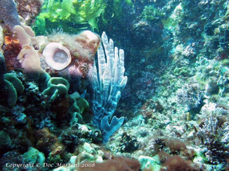 Swirl Reef - Corals