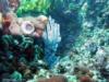 Swirl Reef - Corals