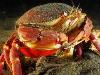 Crab Redondo - Des Moines, WA