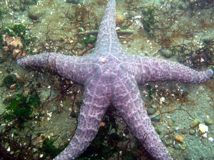 Redondo - Starfish Redondo - Des Moines, WA