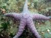Starfish Redondo - Des Moines, WA - badintexas