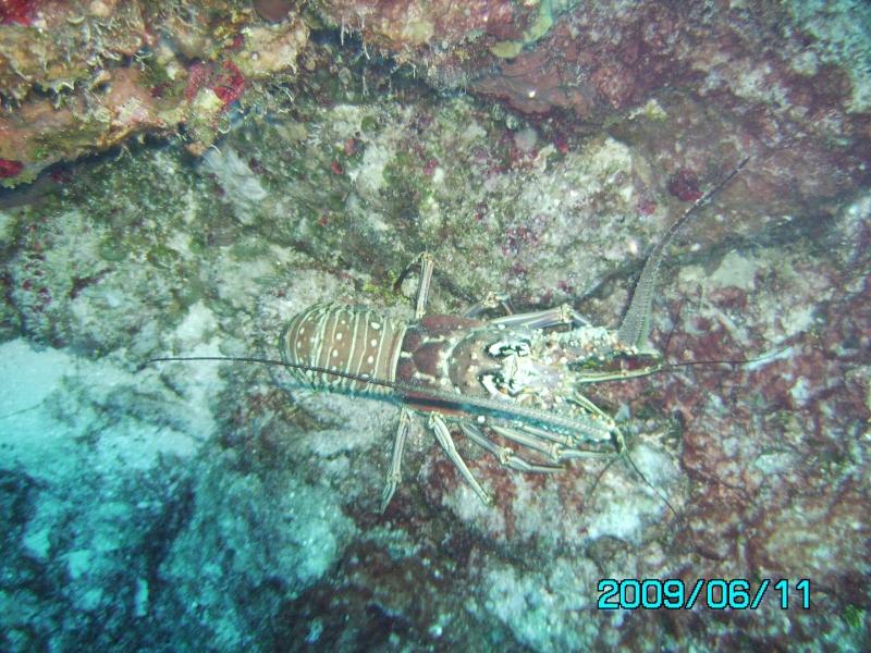 Palancar Gardens - Large lobster at Palancar Gardens, Cozumel, Mexico - June 2009