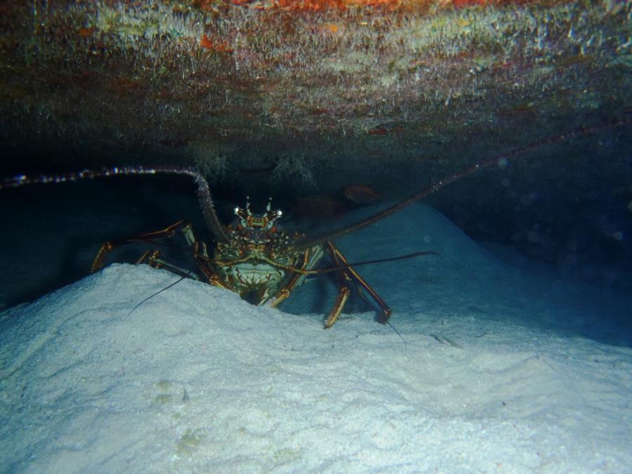 The Wreck of the Sea Venture - Sea Venture Lobster
