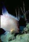 Hogfish swimming by the Aristo