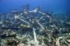 The Wreck of the Minnie Breslauer - Bermuda
