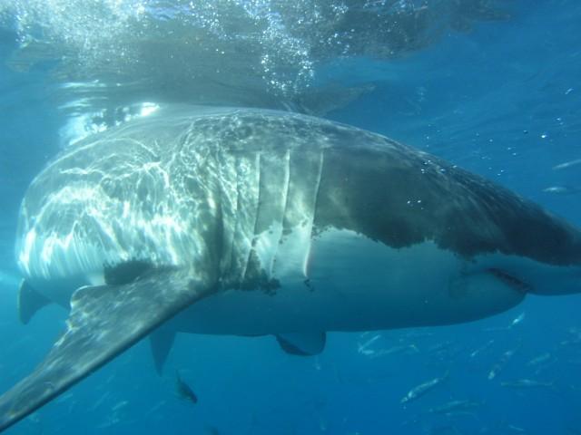 Guadalupe Island - Up close