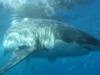 Guadalupe Island - Up close