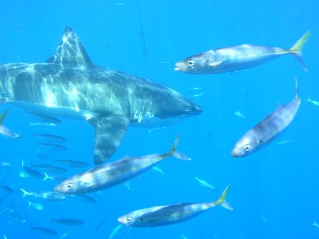 Guadalupe Island - GW