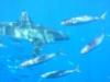 Guadalupe Island - GW