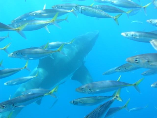 Guadalupe Island - Sneaking under us