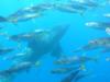 Guadalupe Island - Sneaking under us