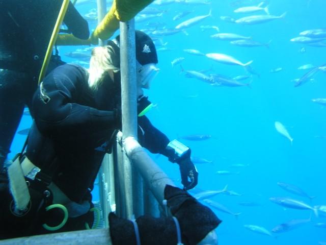 Guadalupe Island - WreckWench offering a snack?