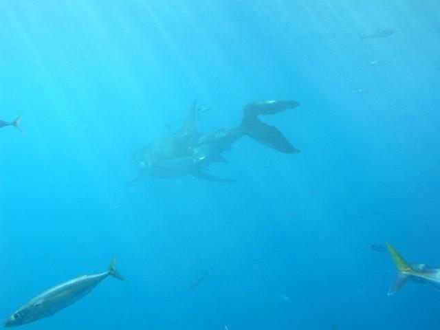 Guadalupe Island - This girl has been in a fight!