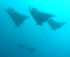 Galapagos Islands - 5 of 15 in one formation!