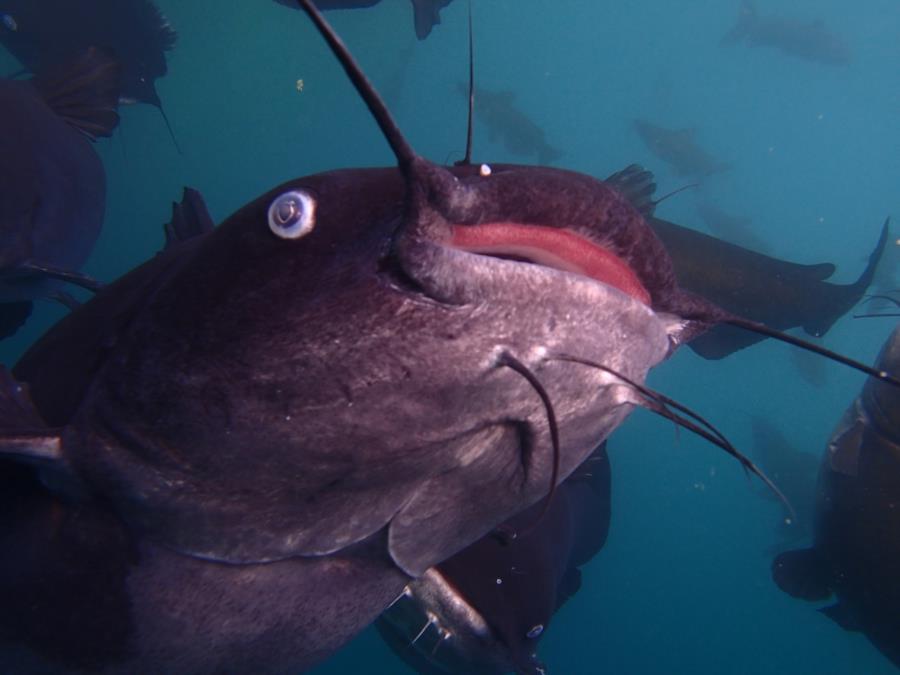 Better Diver Quarry - Big Cats