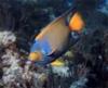 angel fish at Kevin’s Reef