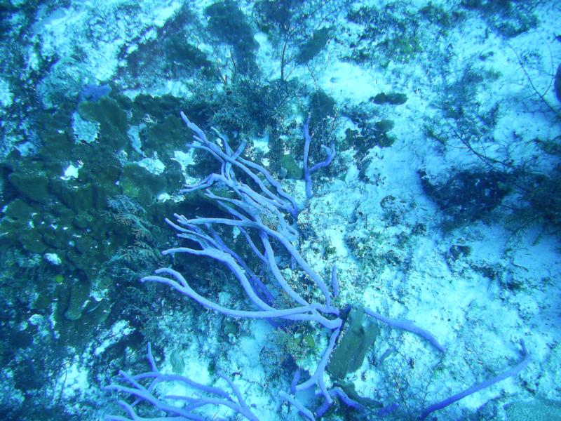 Santa Rosa Wall - Purple Coral