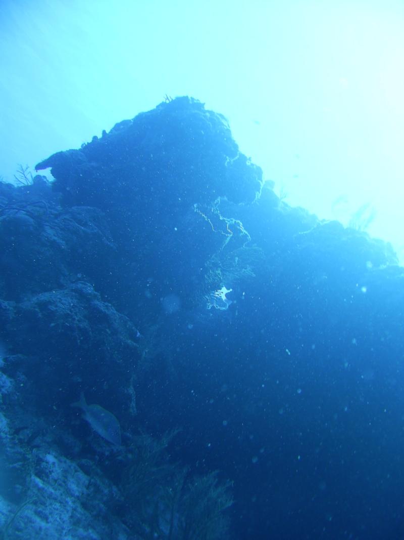 Santa Rosa Wall - Top of Wall and Large Barrel Sponges