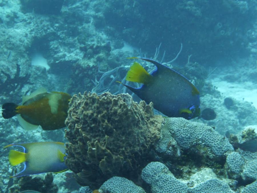 Santa Rosa Wall - Fish at Santa Rosa Wall