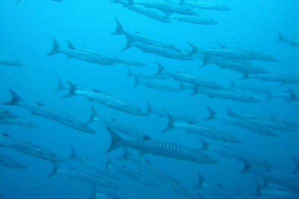 Eagle Rock, part of Astrolabe reef - Barracudas in Fiji