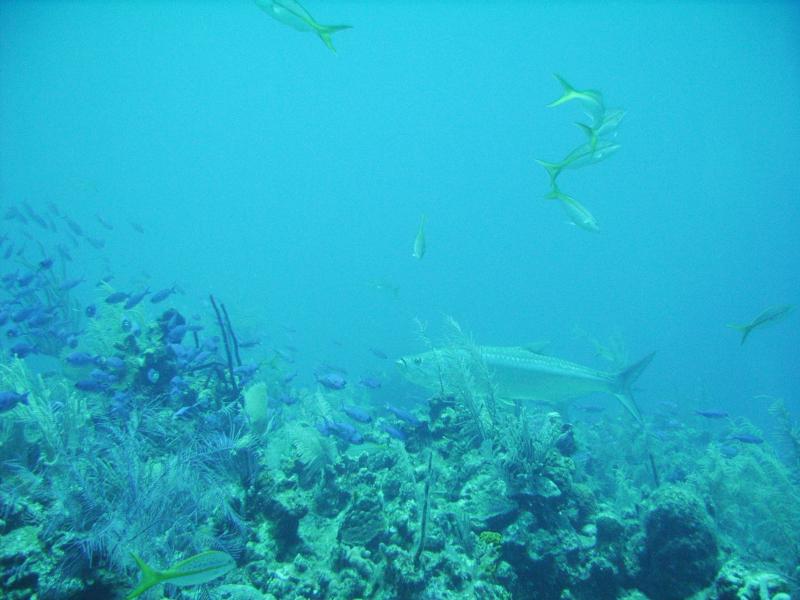 Ambergris Caye - Tarpon and Damselfish