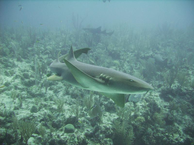Ambergris Caye - Nurse Shark