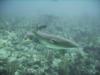 Ambergris Caye - Nurse Shark