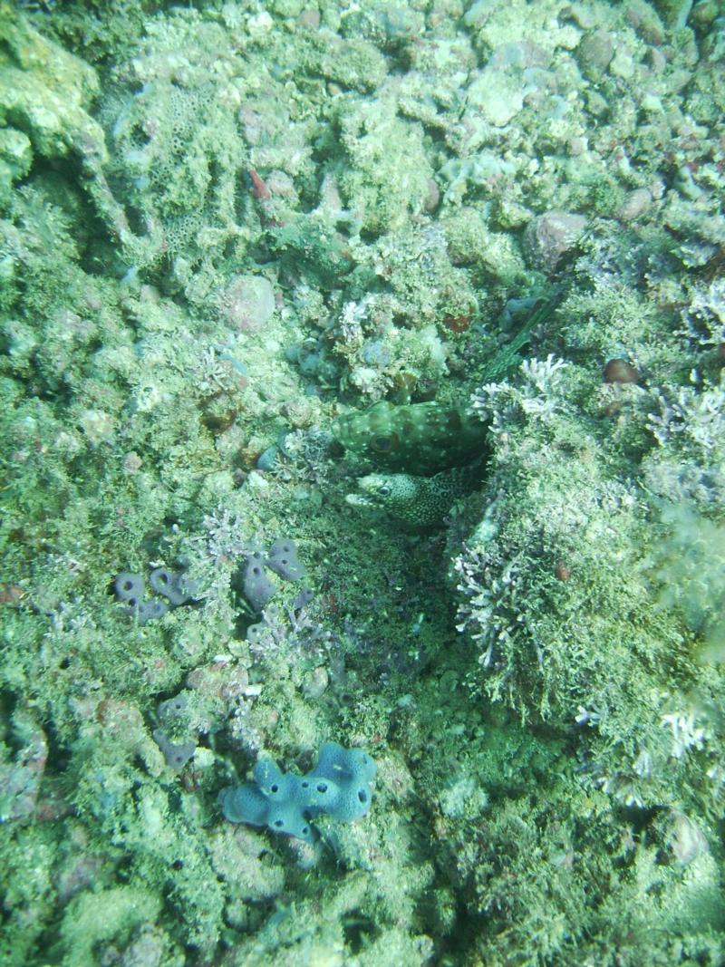 Acapulco - Fish sharing a spot with a Moray Eel
