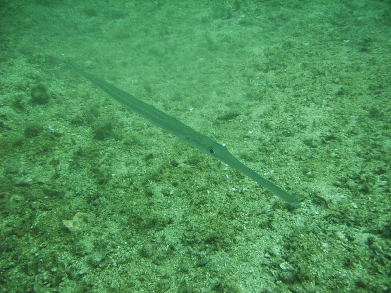 Acapulco - One of many Trumpetfish