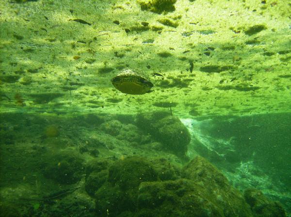 Manatee Springs - The surface of Catfish Sink and a turtle