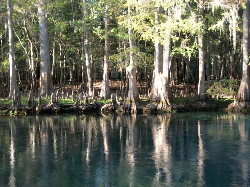 Manatee Springs - Main Spring - Manatee Springs State Park