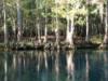 Manatee Springs - Main Spring - Manatee Springs State Park