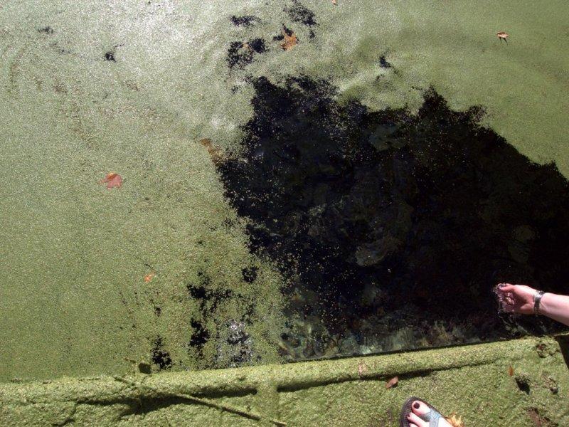 Manatee Springs - duck weed