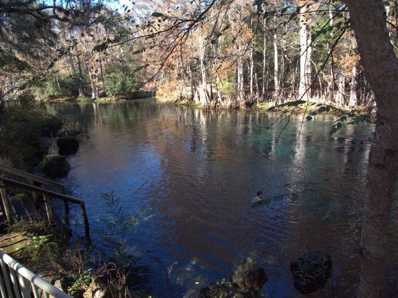 Manatee Springs - manatee spring